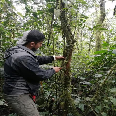 Bosques Sur del Ecuador