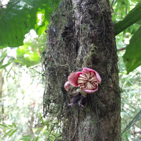 Riqueza y Composición Florística Ecuador