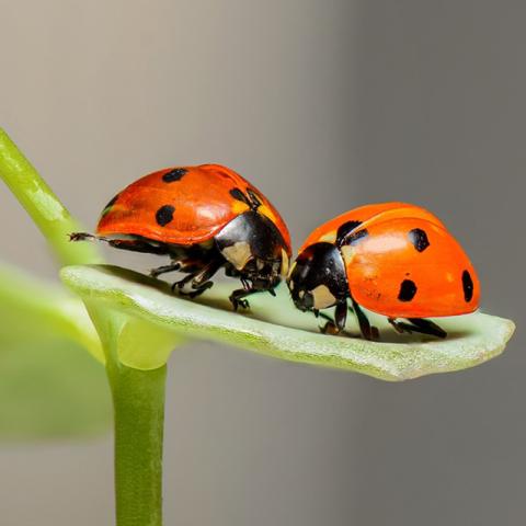 Biodiversidad de Insectos Ecuador