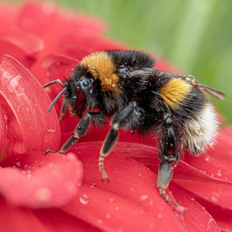 Abejorros Bombus Latreille