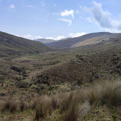 Ensamble de Aves en Reserva de Biósfera
