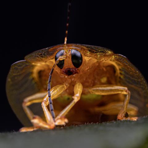 Especies Moleculares II