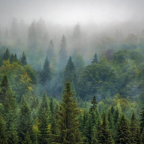 Estimación de Biomasa Aérea