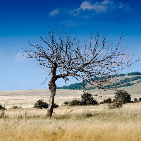 Sequía en el Ecuador II