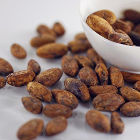 Cultivo Iniciador para Fermentación de Cacao II