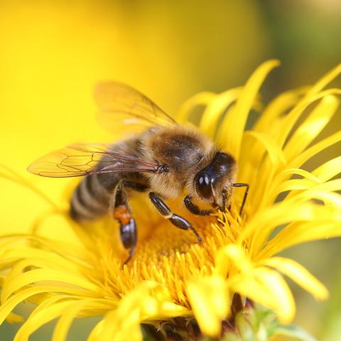 Abejas Tesoros Ecuatorianos