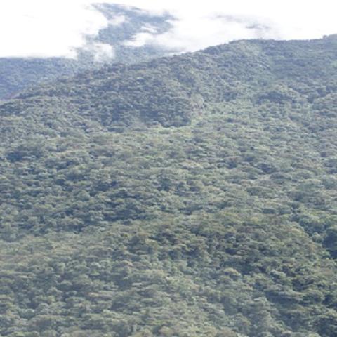 Monitoreo Componente Biótico 2025