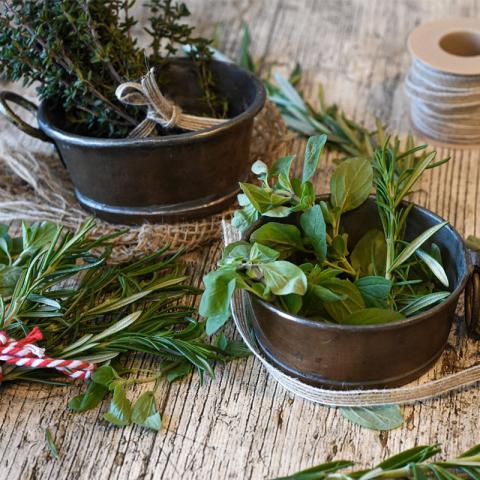 Producción Sostenible de Plantas Medicinales