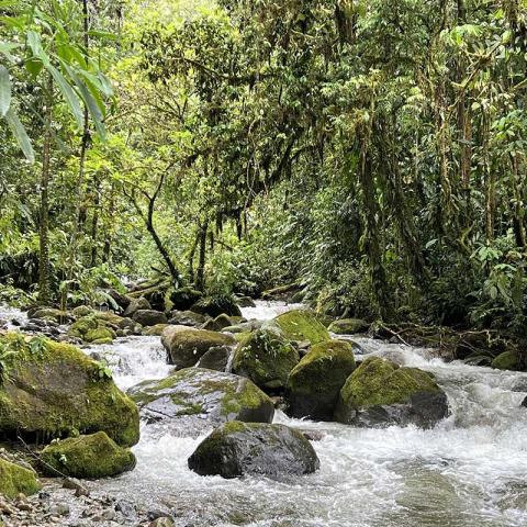 Peces de Agua Dulce en Ecuador