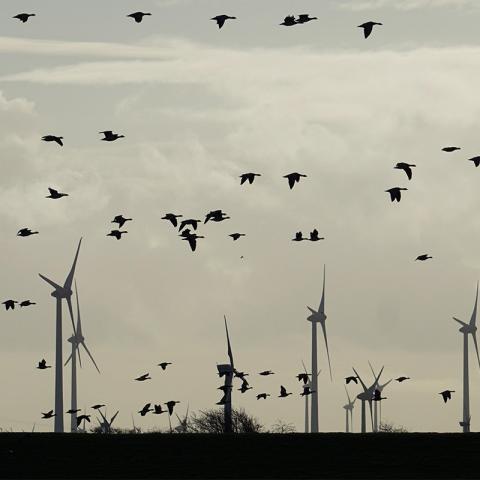 Aves Andinas y Energía Eólica