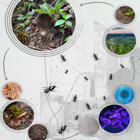 Trasformación por Termitas