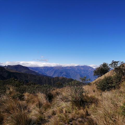 Aves en Páramos Perturbados