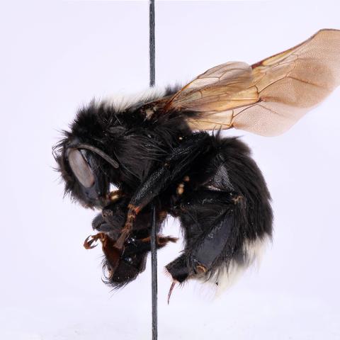 Abejorros del Ecuador