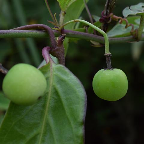 Fenología y Rasgos Morfofuncionales de Semillas