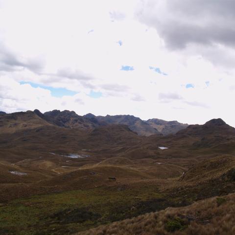 Efecto de la Quema Sobre la Vegetación