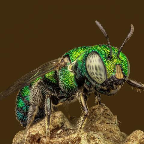 Sistemática y Diversidad Ecuador