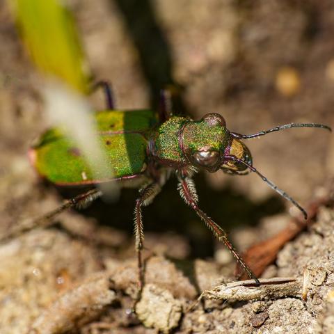 Diversidad y Conectividad de Crisomélidos