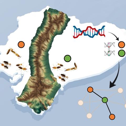 Evolución y Cología de las Termitas